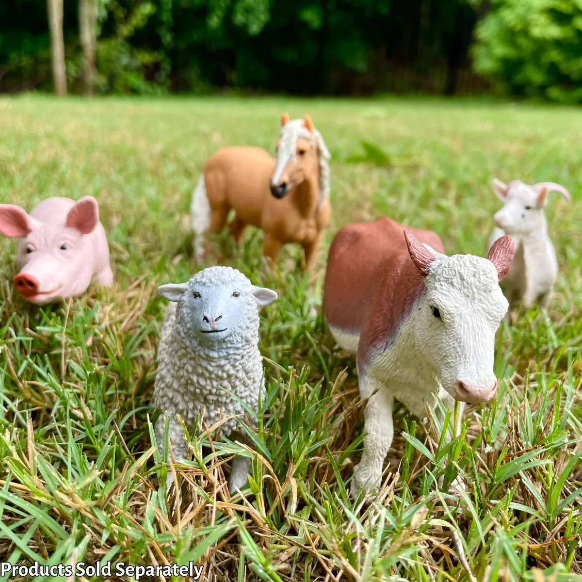 Sheep