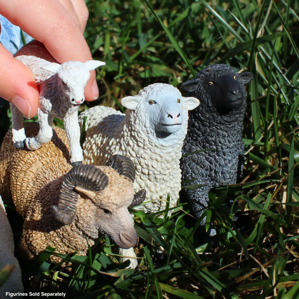 Sheep