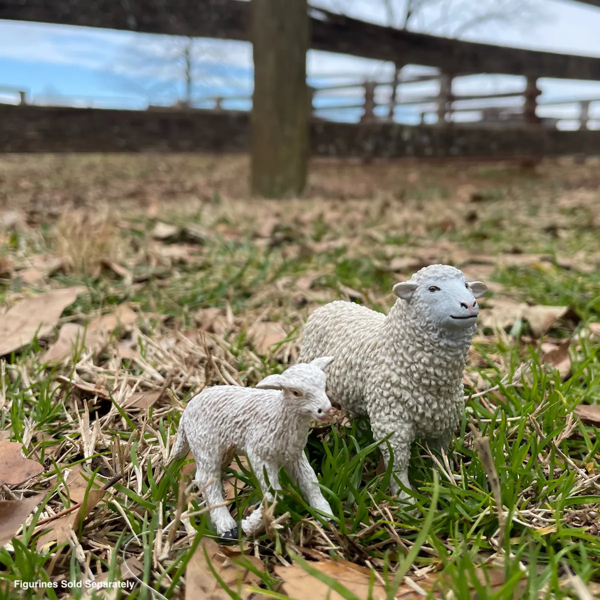Sheep