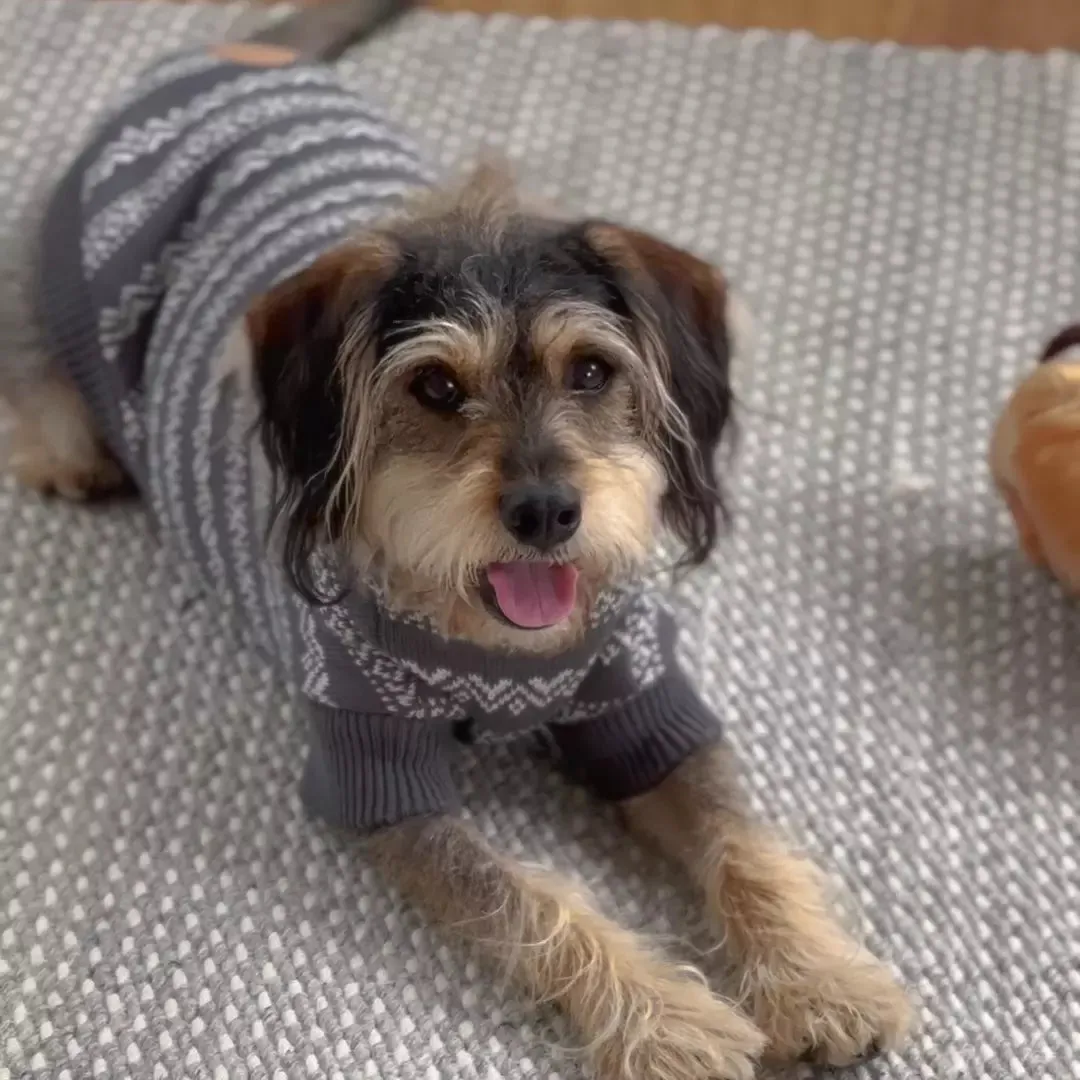 Winter Wonder Dog Jumper